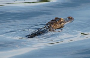 Alligator Palm Harbor Florida