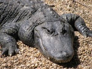Alligator at Homosassa Springs