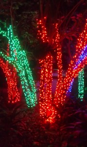 Florida Botanical Gardens Holiday Lights