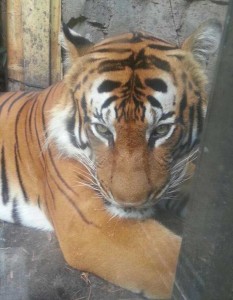 Busch Gardens Tampa Florida tiger