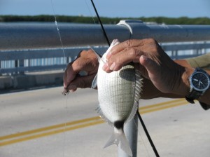 Gulf shores fishing