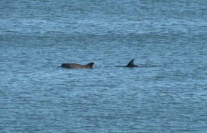 Dolphins swimming in John's Pass