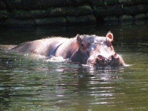 Homosassa Springs hippo