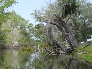 Florida swamps
