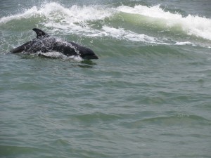 Clearwater Beach dolphins