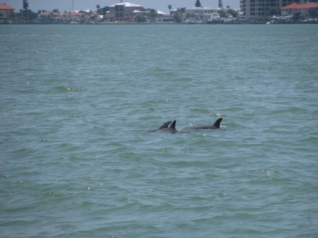 Dolphin Sighting Tours at Clearwater Beach