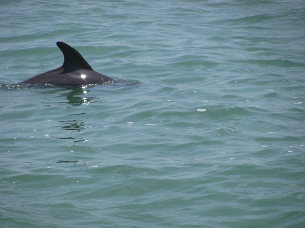 Dolphin Sighting Tours at Clearwater Beach