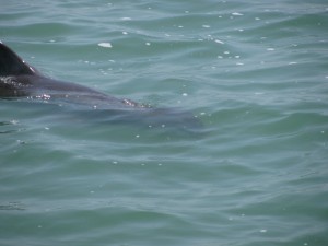 Clearwater Beach dolphin