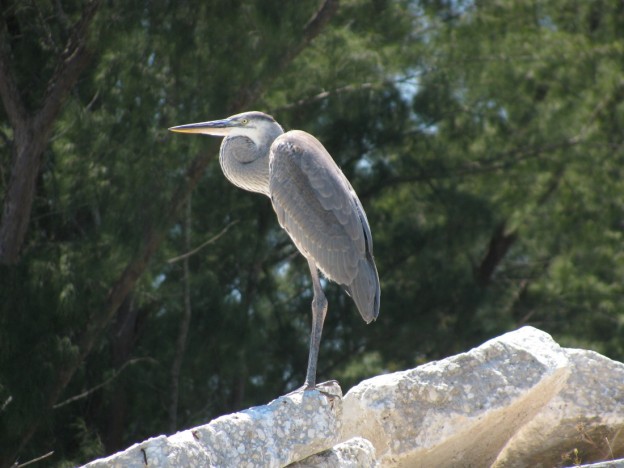 spoil-your-vacation-at-clearwater-beach