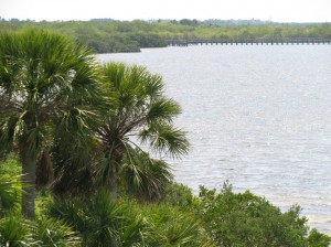 Mangrove shores of the Florida Nature Coast