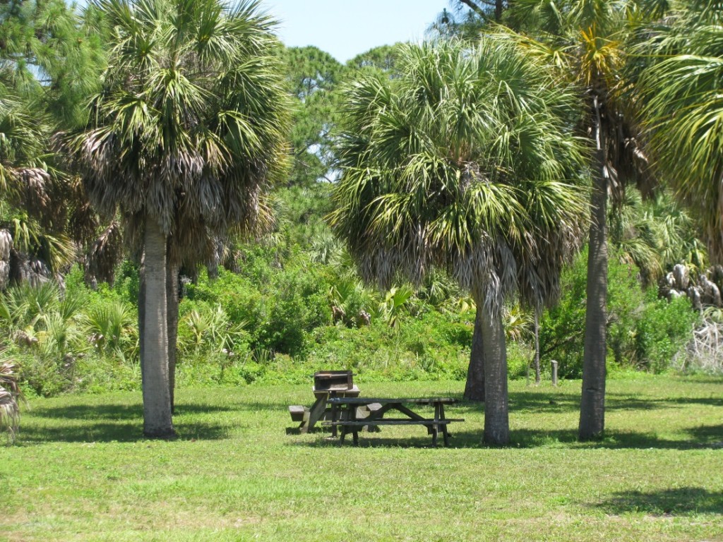 Exploring the Honeymoon Island Nature Trail