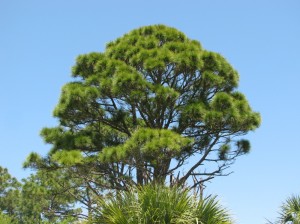 Honeymoon Island slash pine