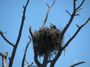 Florida osprey nest