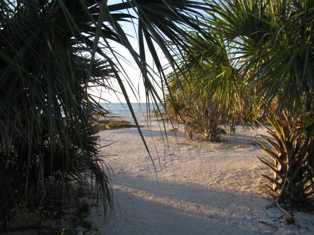 Beach Walk of a Lifetime at Honeymoon Island State Park