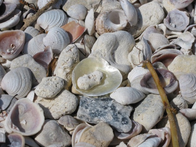 Beach Walk of a Lifetime at Honeymoon Island State Park