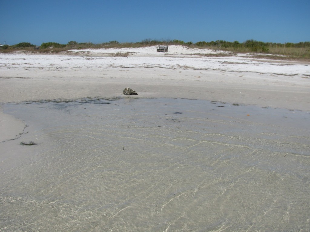 Southern Pleasures of Honeymoon Island State Park