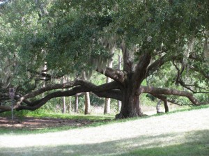 Giant oak