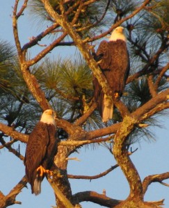 Florida bald eagles
