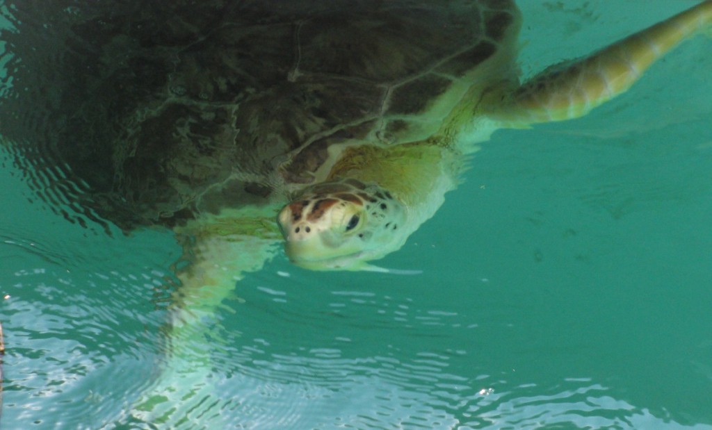 Clearwater Marine Aquarium