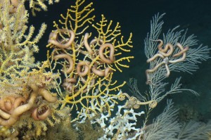 coral on reef