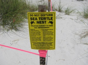 Sea turtle nest