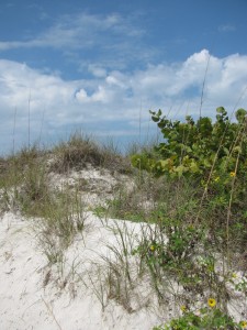 Clearwater Beach sand dune