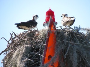 Ospreys on Anclote River