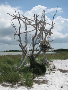 driftwood on island