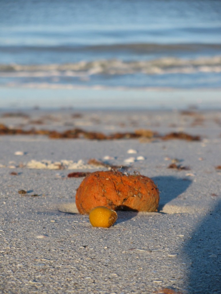 sponge on beach