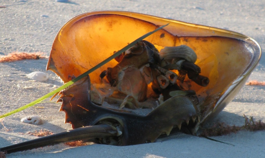 Horsehoe crab on Clearwater Beach