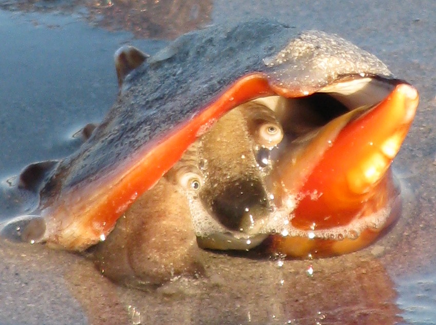 Conch with visible eyes