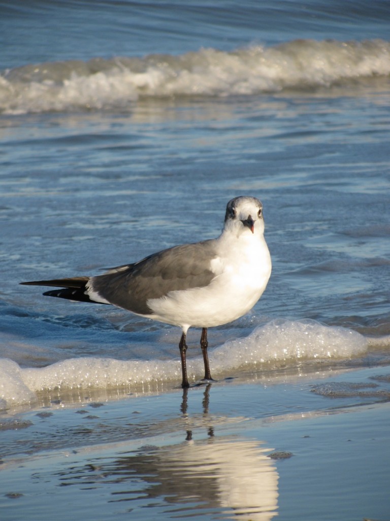 Seagull at sunrise Clearwater Beach