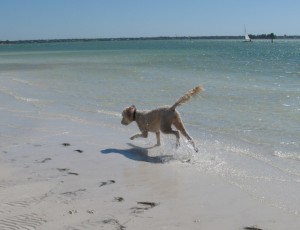 Honeymoon Island dog beach
