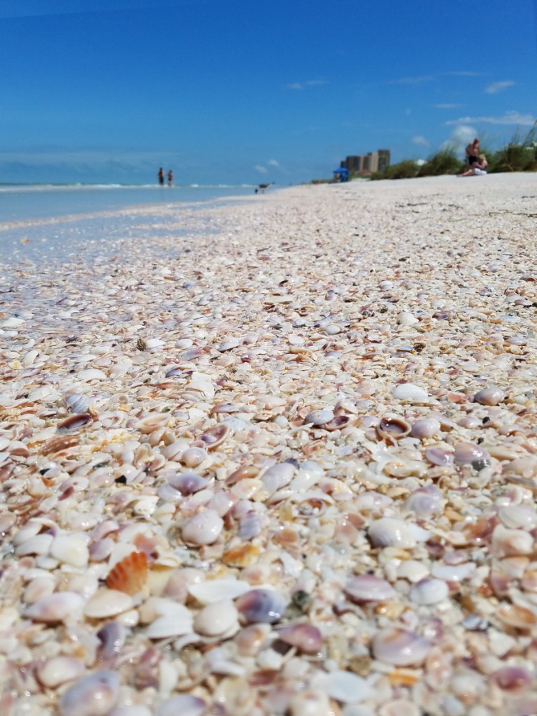 Clearwater Beach with tons of shells