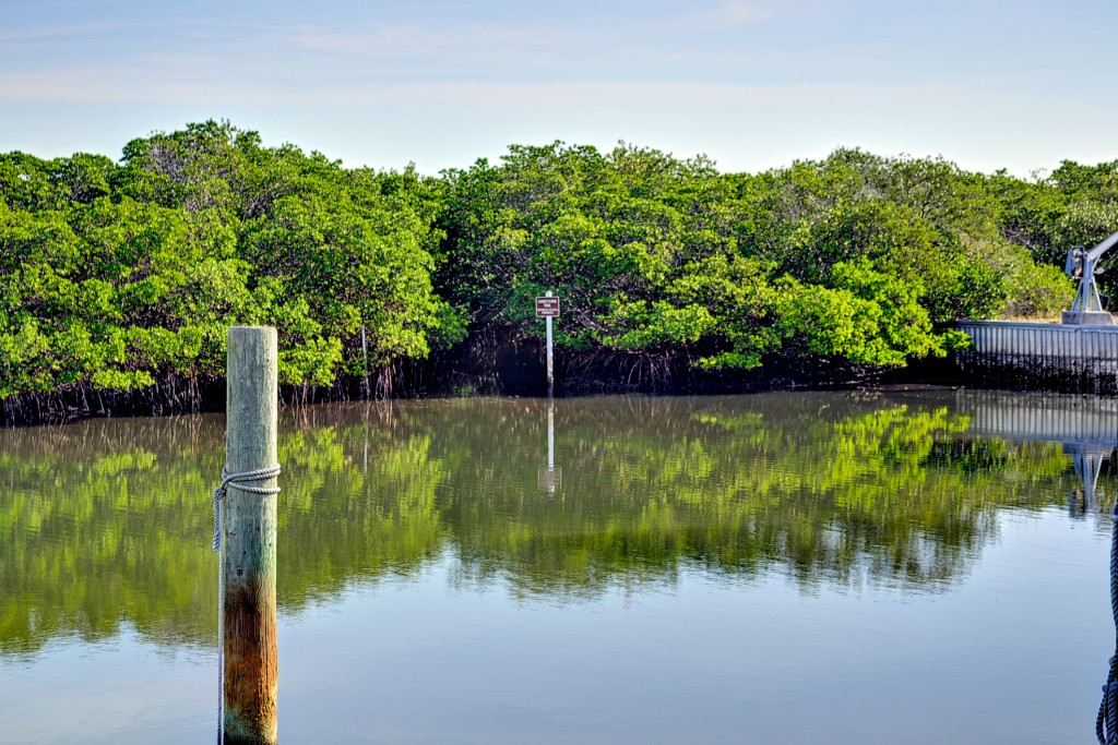 Caladesi Island mangroves