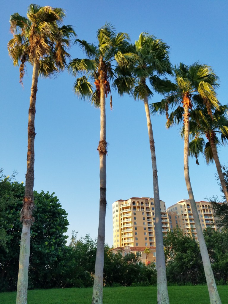 Florida Palm Trees