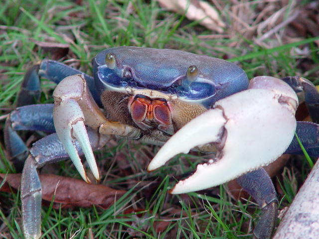 Florida blue crab