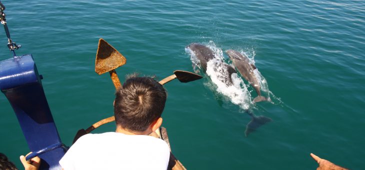 Dolphin Calving Season on the Florida West Coast