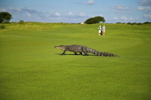 alligator on golf course