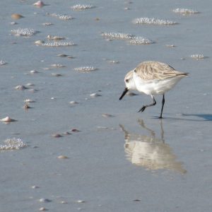 Sandpiper on Clearwater Beach