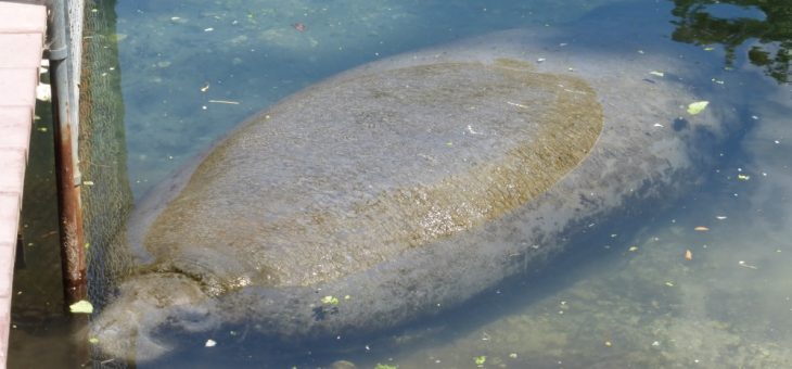 Growing Pains of the Florida Manatee