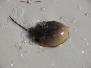 Horseshoe Crab on Anclote Key, FL