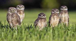 Burrowing owls
