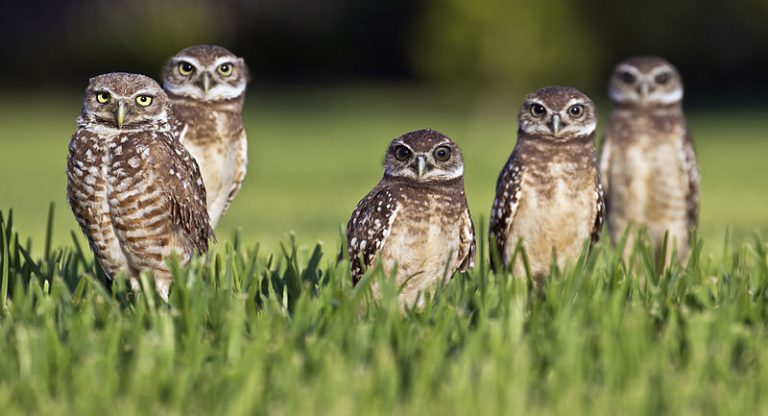 burrowing-owls-of-florida-who-knew